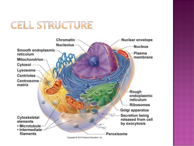 Anatomy and Physiology